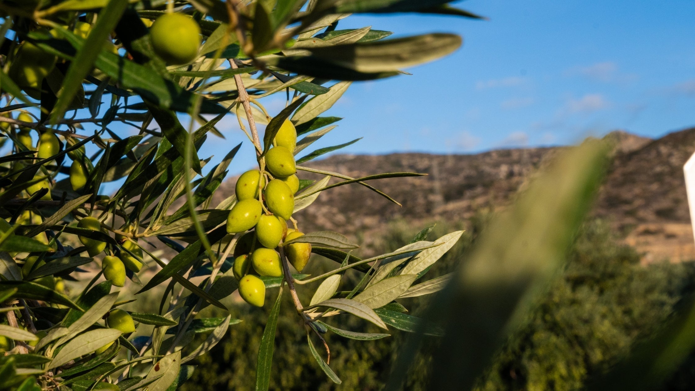 Olivenernte auf Kreta: Reifegrad, Handarbeit und Nachhaltigkeit - OlivenZauber - Olivenöl neu erleben
