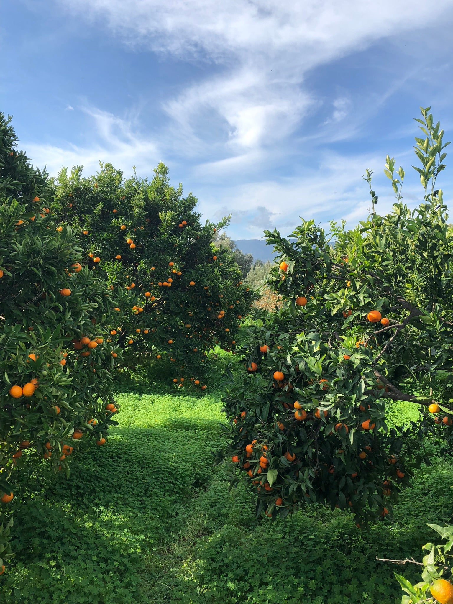 Frisches Obst aus Kreta - Vom Obstbauern frisch geerntet direkt zu euch auf den Tisch - OlivenZauber - Olivenöl neu erleben