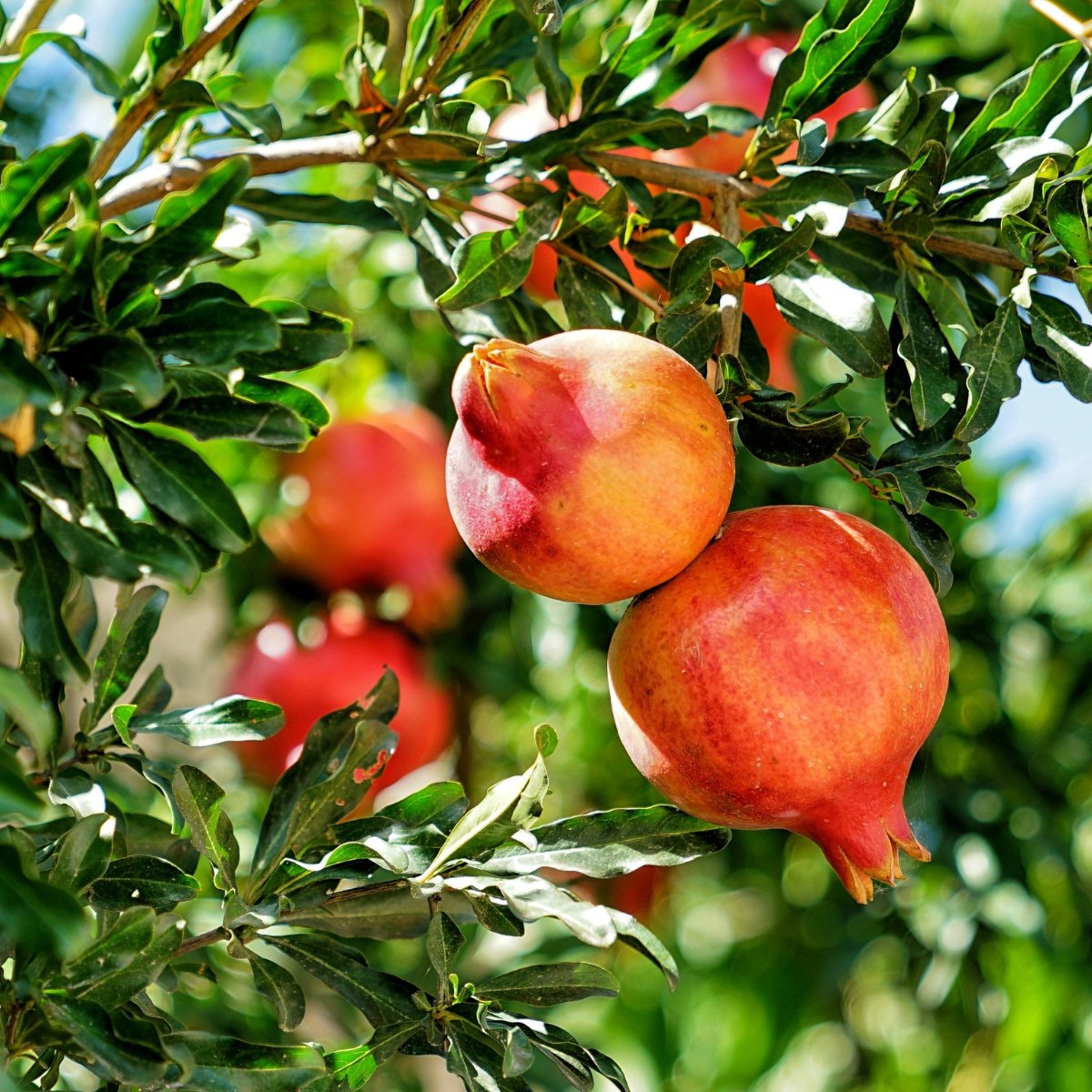 Bio Granatäpfel aus Kreta, Griechenland - OlivenZauber - Olivenöl neu erleben