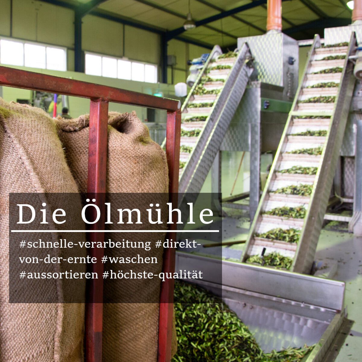 Bio Olivenöl nativ extra aus Kreta – 3 Liter Bag-in-Box - OlivenZauber - Olivenöl neu erleben