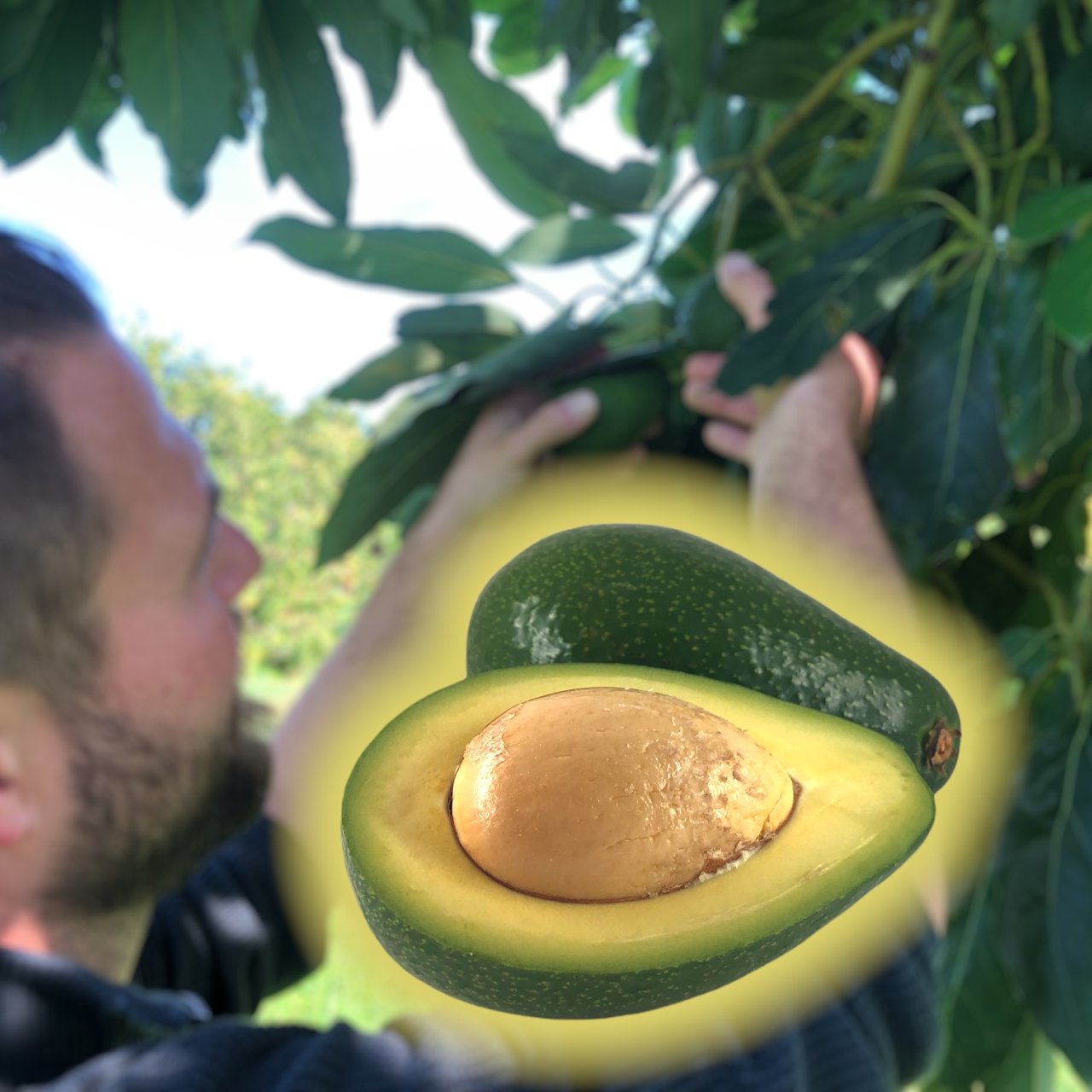Frische Bio Avocados aus Kreta, Griechenland - OlivenZauber - Olivenöl neu erleben