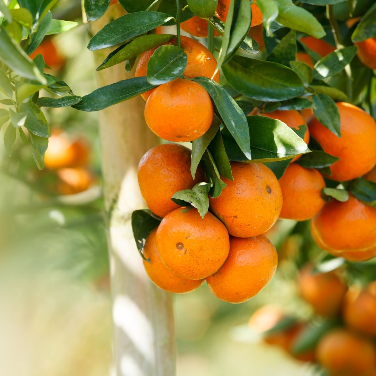 Bio Orangen ohne Zusatzstoffe