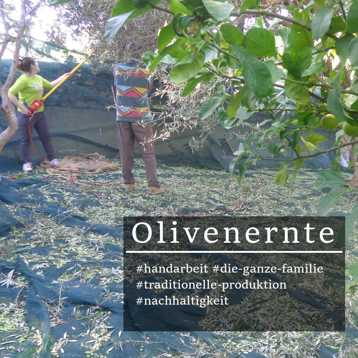 Griechisches Olivenöl nativ extra aus Kreta – 500ml Dose - OlivenZauber - Olivenöl neu erleben