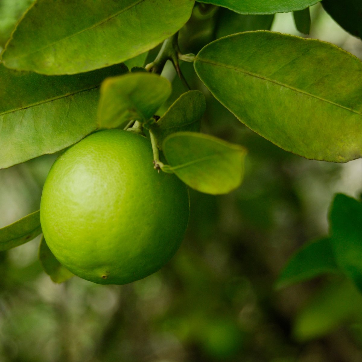Vitaminbox aus Kreta, Griechenland - OlivenZauber - Olivenöl neu erleben