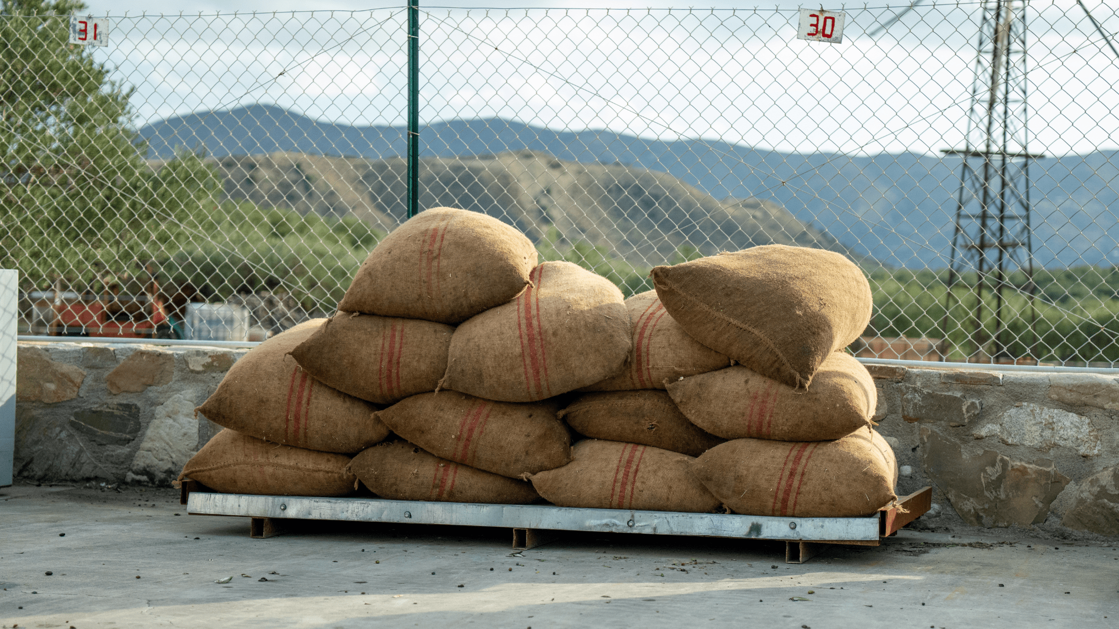 Mit Klarheit ins neue Jahr - Vorsätze & Tipps - OlivenZauber - Olivenöl neu erleben