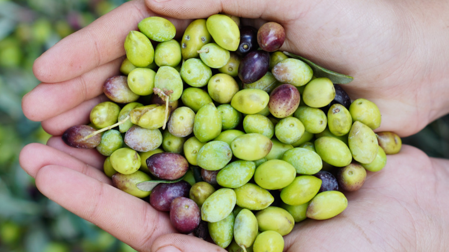OlivenZauber – Mediterraner Genuss direkt aus Kreta - OlivenZauber - Olivenöl neu erleben