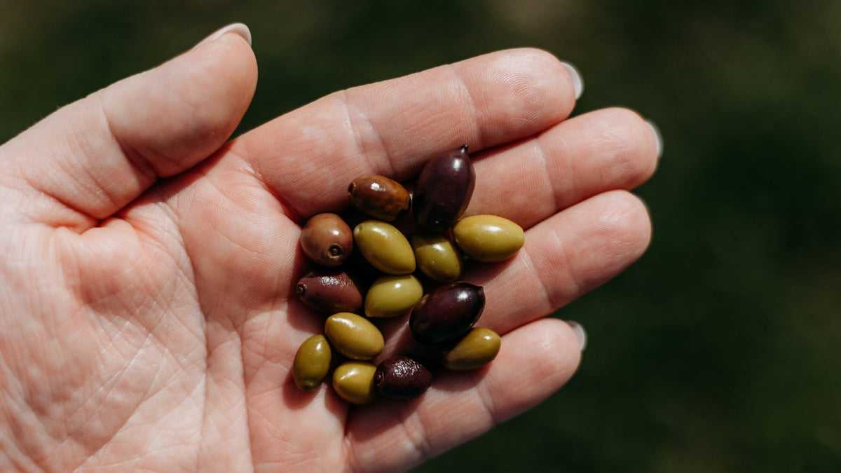 Wie schmeckt Olivenöl? Aromen entdecken, richtig verkosten & lagern - OlivenZauber - Olivenöl neu erleben