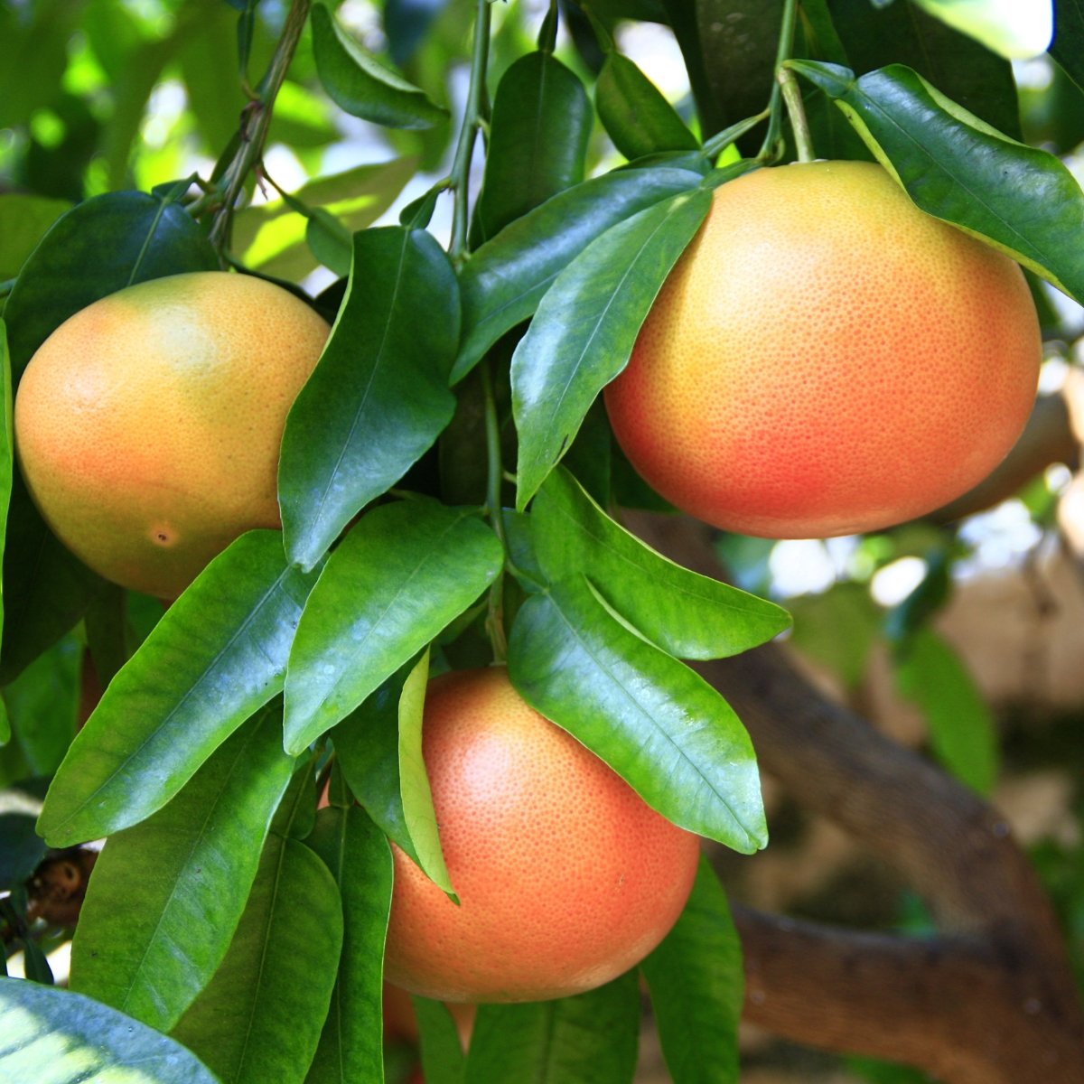 Frische Bio Grapefruit aus Kreta, Griechenland - OlivenZauber - Olivenöl neu erleben