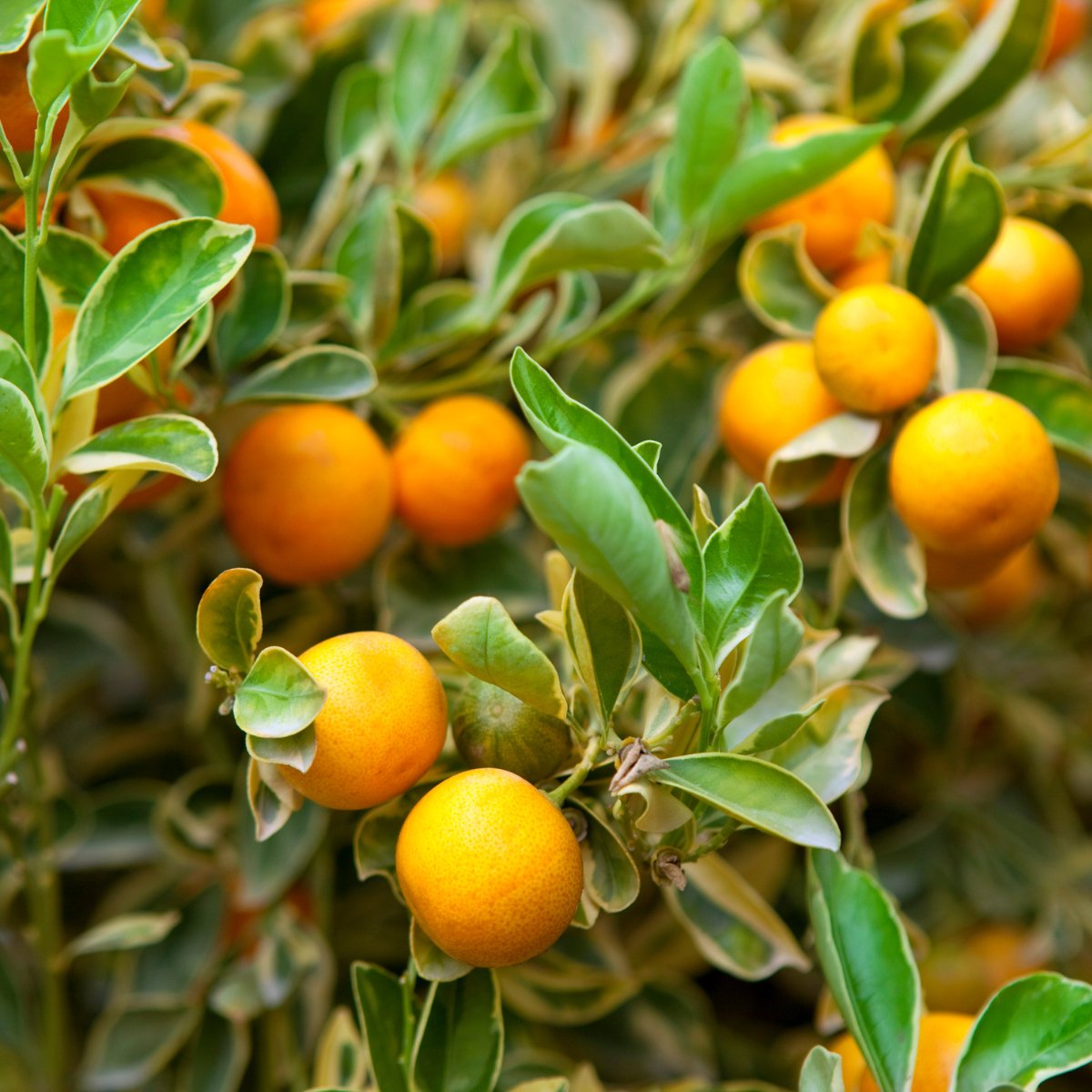 Frische Bio Mandarinen aus Kreta, Griechenland - OlivenZauber - Olivenöl neu erleben