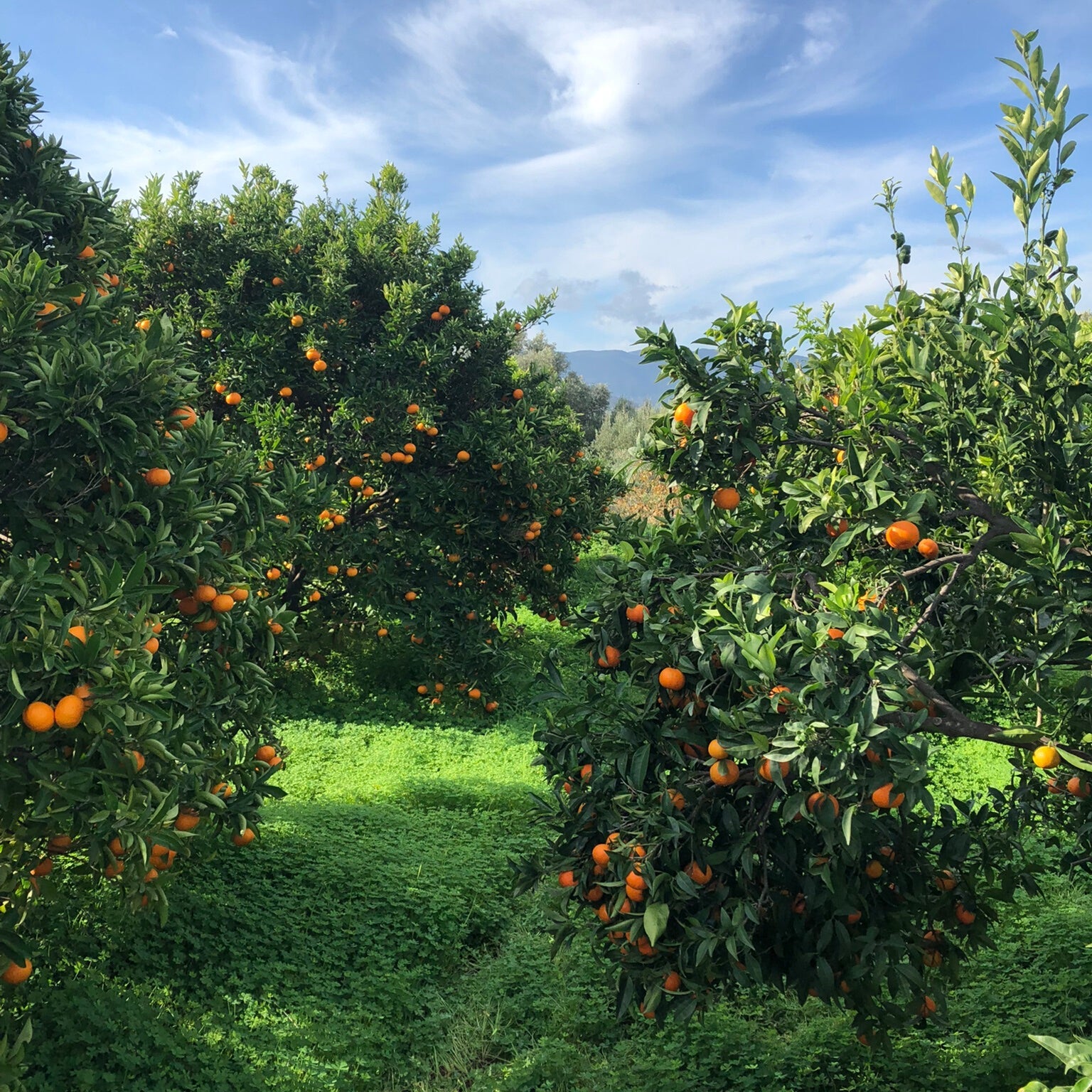 Griechenland Kreta, Frische Orangen Bio aus