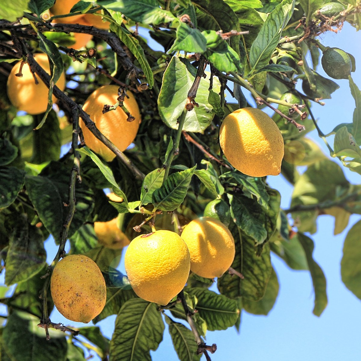 Frische Bio Zitronen aus Kreta, Griechenland - OlivenZauber - Olivenöl neu erleben
